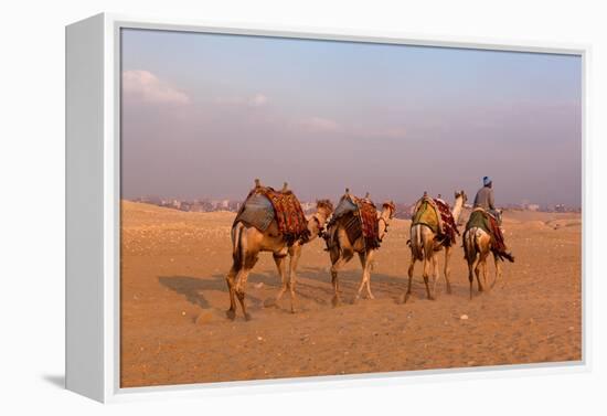 Egypt, Cairo, Pyramids of Gizeh, Cameleer-Catharina Lux-Framed Premier Image Canvas