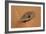 Egypt, Libyan-Nubian Sahara Desert, Surroundings of Gilf Kebir, Millstone-null-Framed Giclee Print