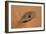 Egypt, Libyan-Nubian Sahara Desert, Surroundings of Gilf Kebir, Millstone-null-Framed Giclee Print