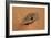 Egypt, Libyan-Nubian Sahara Desert, Surroundings of Gilf Kebir, Millstone-null-Framed Giclee Print