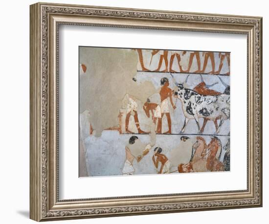 Egypt, Thebes, Luxor, Tomb of Army General Tjenuny, Mural Paintings Showing Cows and Horses-null-Framed Giclee Print