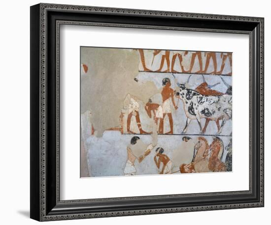 Egypt, Thebes, Luxor, Tomb of Army General Tjenuny, Mural Paintings Showing Cows and Horses-null-Framed Giclee Print