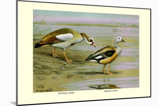 Egyptian and Orinoco Goose-Louis Agassiz Fuertes-Mounted Art Print