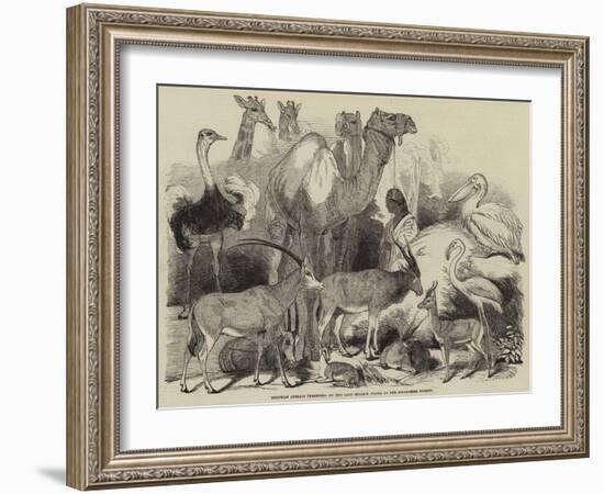 Egyptian Animals Presented by the Late Ibrahim Pacha to the Zoological Society-null-Framed Giclee Print