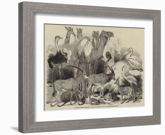 Egyptian Animals Presented by the Late Ibrahim Pacha to the Zoological Society-null-Framed Giclee Print