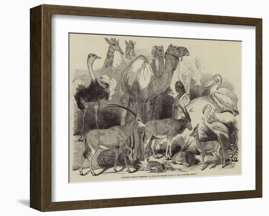 Egyptian Animals Presented by the Late Ibrahim Pacha to the Zoological Society-null-Framed Giclee Print