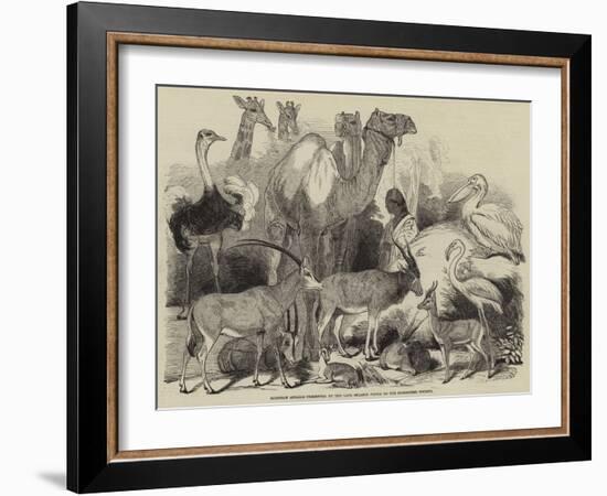 Egyptian Animals Presented by the Late Ibrahim Pacha to the Zoological Society-null-Framed Giclee Print