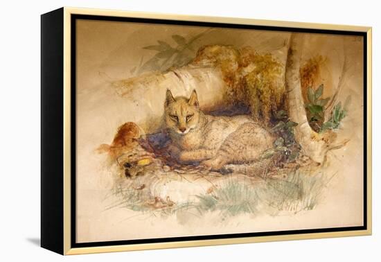 Egyptian Cat, 1851-69-Joseph Wolf-Framed Premier Image Canvas