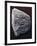 Egyptian Civilization, Predynastic Period, Commemorative Paletta with Relief-null-Framed Giclee Print