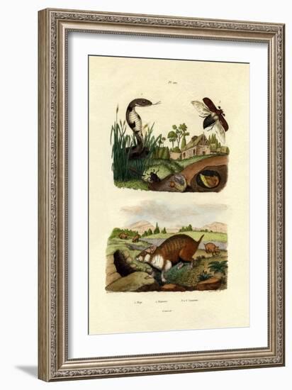 Egyptian Cobra, 1833-39-null-Framed Giclee Print