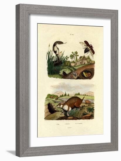 Egyptian Cobra, 1833-39-null-Framed Giclee Print