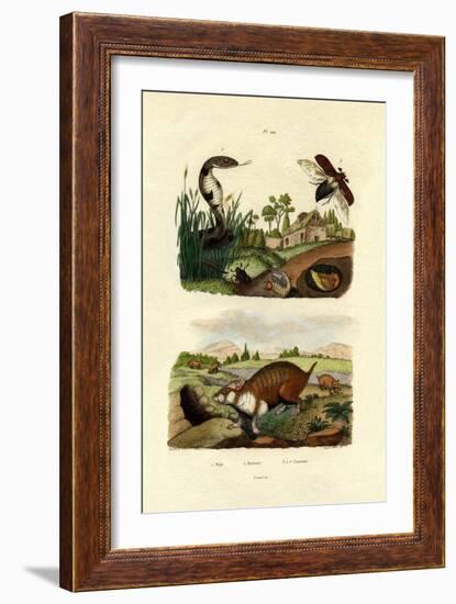 Egyptian Cobra, 1833-39-null-Framed Giclee Print