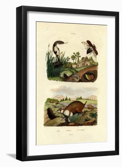 Egyptian Cobra, 1833-39-null-Framed Giclee Print