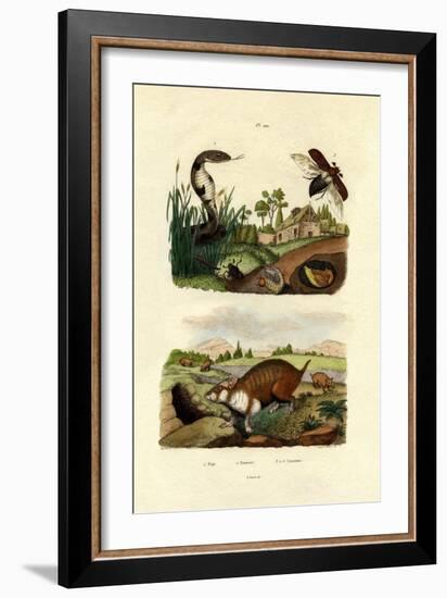 Egyptian Cobra, 1833-39-null-Framed Giclee Print