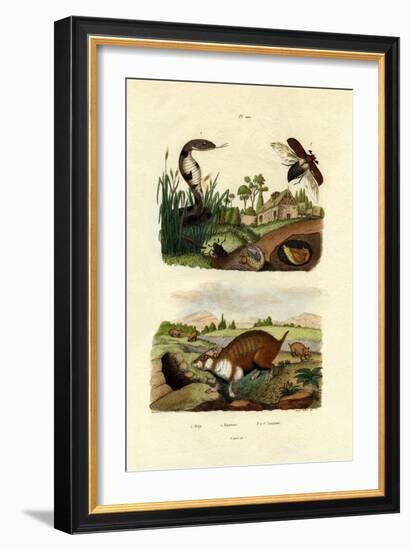 Egyptian Cobra, 1833-39-null-Framed Giclee Print