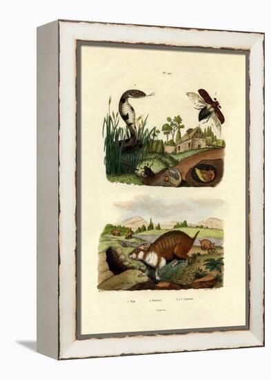 Egyptian Cobra, 1833-39-null-Framed Premier Image Canvas