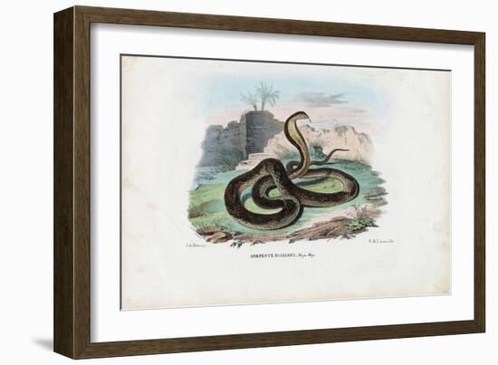 Egyptian Cobra, 1863-79-Raimundo Petraroja-Framed Giclee Print