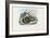 Egyptian Cobra, 1863-79-Raimundo Petraroja-Framed Giclee Print