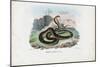 Egyptian Cobra, 1863-79-Raimundo Petraroja-Mounted Giclee Print