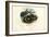 Egyptian Cobra, 1863-79-Raimundo Petraroja-Framed Giclee Print