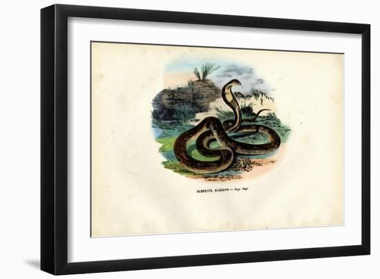 Egyptian Cobra, 1863-79-Raimundo Petraroja-Framed Giclee Print