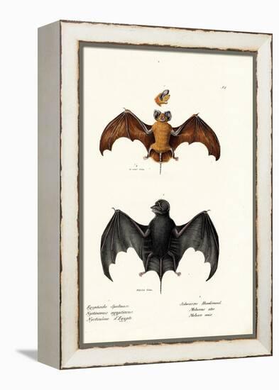 Egyptian Free-Tailed Bat, 1824-Karl Joseph Brodtmann-Framed Premier Image Canvas