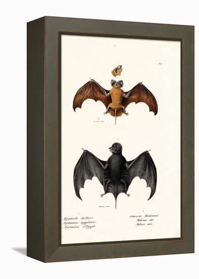 Egyptian Free-Tailed Bat, 1824-Karl Joseph Brodtmann-Framed Premier Image Canvas