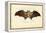 Egyptian Fruit Bat, 1863-79-Raimundo Petraroja-Framed Premier Image Canvas