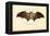 Egyptian Fruit Bat, 1863-79-Raimundo Petraroja-Framed Premier Image Canvas