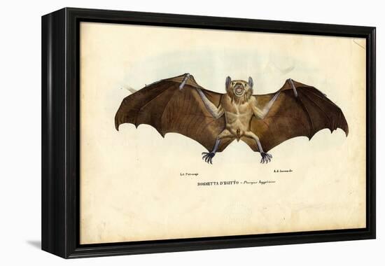 Egyptian Fruit Bat, 1863-79-Raimundo Petraroja-Framed Premier Image Canvas