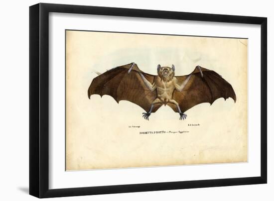 Egyptian Fruit Bat, 1863-79-Raimundo Petraroja-Framed Giclee Print