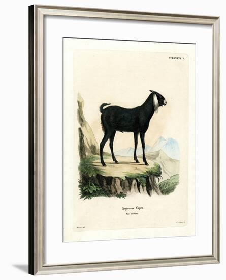 Egyptian Goat-null-Framed Giclee Print