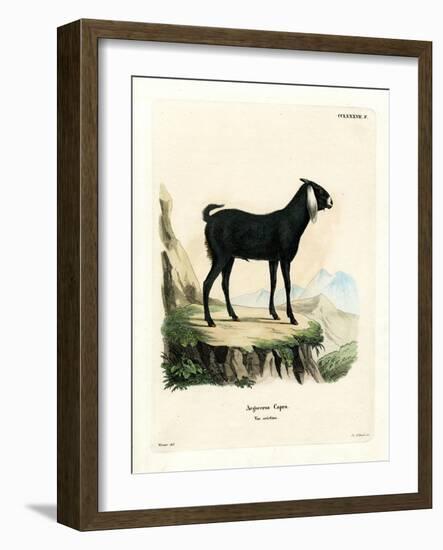 Egyptian Goat-null-Framed Giclee Print