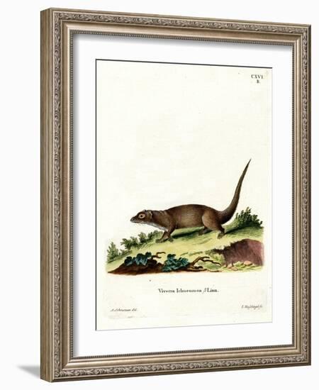 Egyptian Mongoose-null-Framed Giclee Print