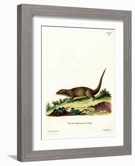 Egyptian Mongoose-null-Framed Giclee Print