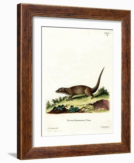 Egyptian Mongoose-null-Framed Giclee Print