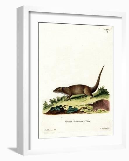 Egyptian Mongoose-null-Framed Giclee Print