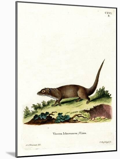 Egyptian Mongoose-null-Mounted Giclee Print