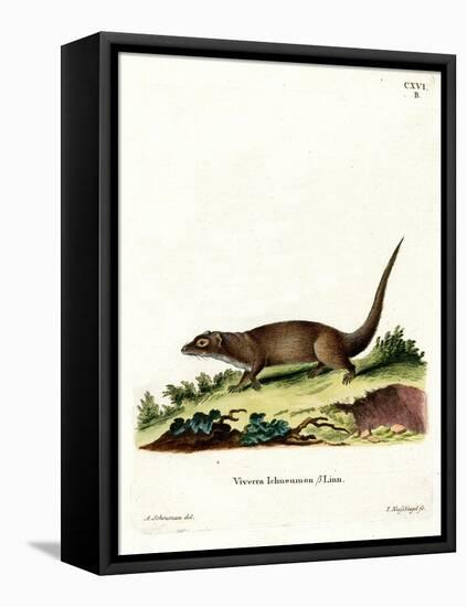 Egyptian Mongoose-null-Framed Premier Image Canvas