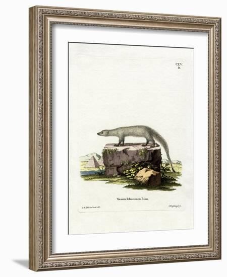 Egyptian Mongoose-null-Framed Giclee Print