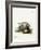 Egyptian Mongoose-null-Framed Giclee Print