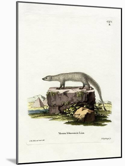 Egyptian Mongoose-null-Mounted Giclee Print