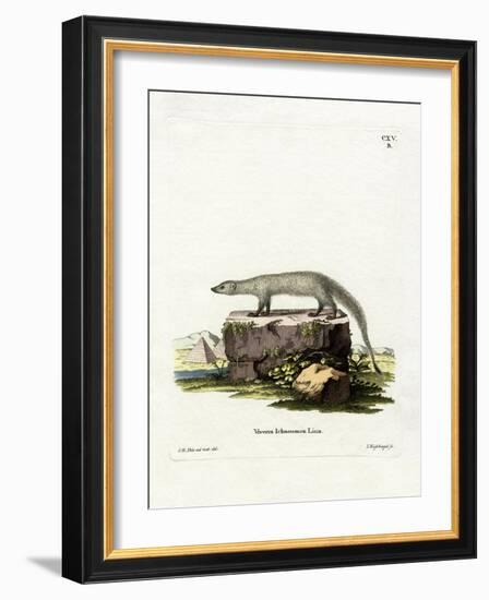 Egyptian Mongoose-null-Framed Giclee Print