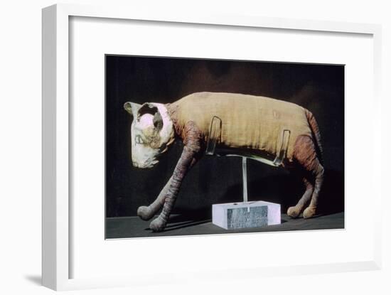 Egyptian mummy of a cat from the Louvre's collection. Artist: Unknown-Unknown-Framed Giclee Print