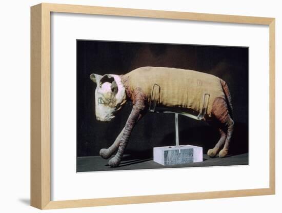 Egyptian mummy of a cat from the Louvre's collection. Artist: Unknown-Unknown-Framed Giclee Print