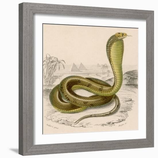 Egyptian or Brown Cobra-null-Framed Photographic Print