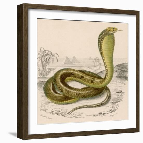 Egyptian or Brown Cobra-null-Framed Photographic Print