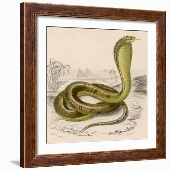 Egyptian or Brown Cobra-null-Framed Photographic Print