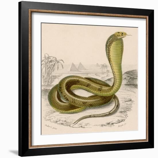 Egyptian or Brown Cobra-null-Framed Photographic Print