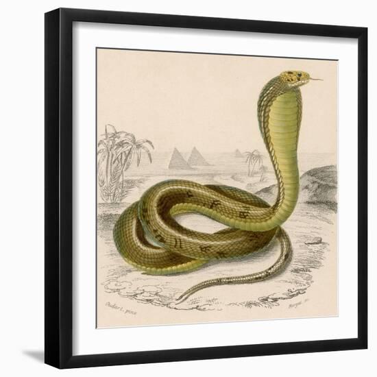 Egyptian or Brown Cobra-null-Framed Photographic Print